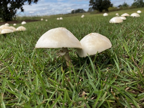 Green-spored Parasol