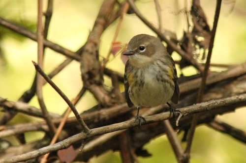 Yellow-rumped Warbler