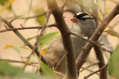 White-crowned Sparrow