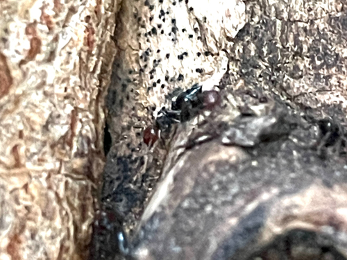 Mediterranean Acrobat Ant