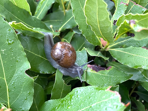 Green Garden Snail
