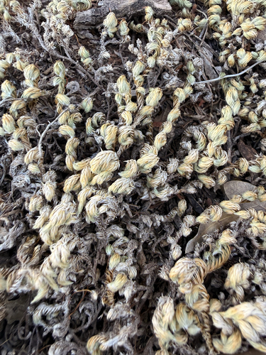 Peruvian Spikemoss