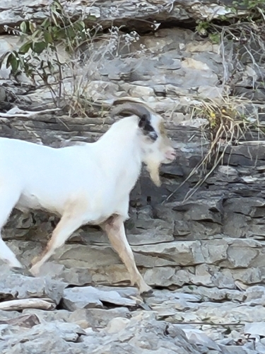 Domestic Goat