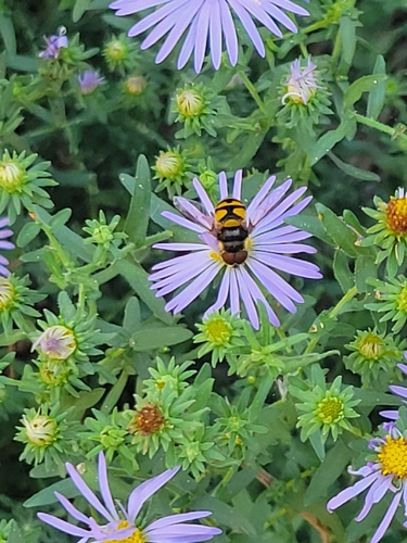 Transverse-banded Flower Fly