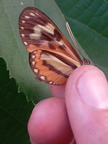 Euclea Tigerwing