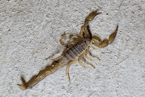 Lesser Stripetail Scorpion