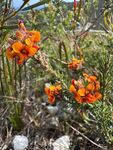 showy parrot-pea
