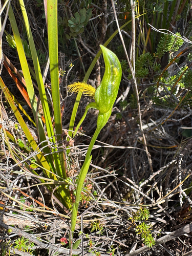 small bearded greenhood