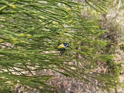 Commius elegans