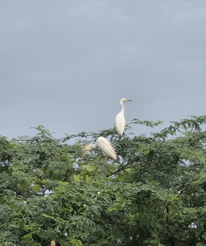 Western Cattle-Egret