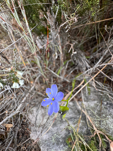 Blue Stars