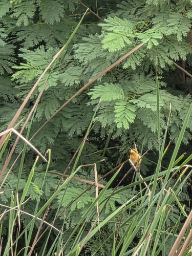 Little Bee-eater