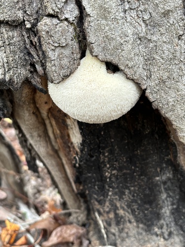 lion's-mane mushroom