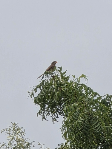 Yellow-billed Shrike