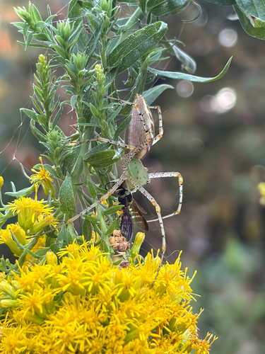 Green Lynx Spider