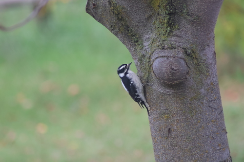 Downy Woodpecker observed by bodhicull