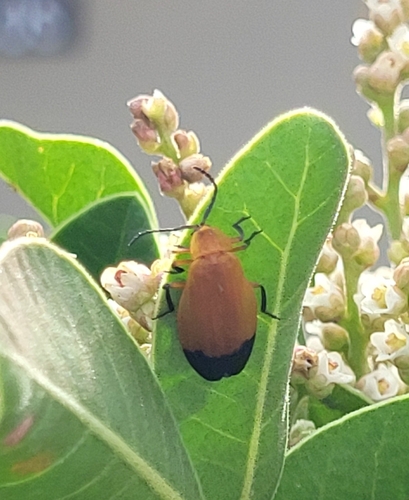 Lycus fernandezi