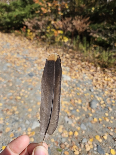 Spruce Grouse