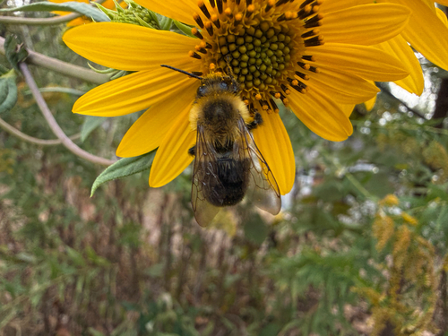 Common Eastern Bumble Bee
