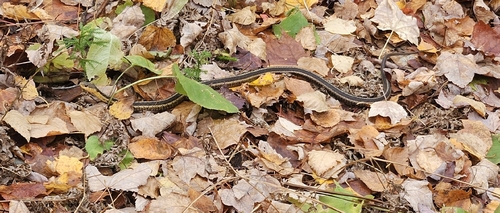 Common Garter Snake