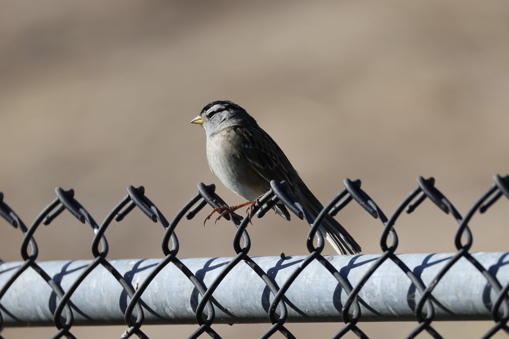 White-crowned Sparrow