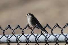 White-crowned Sparrow