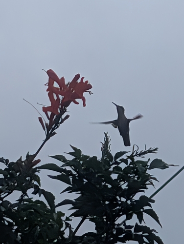 Ruby-throated Hummingbird observed by hmartinmedia