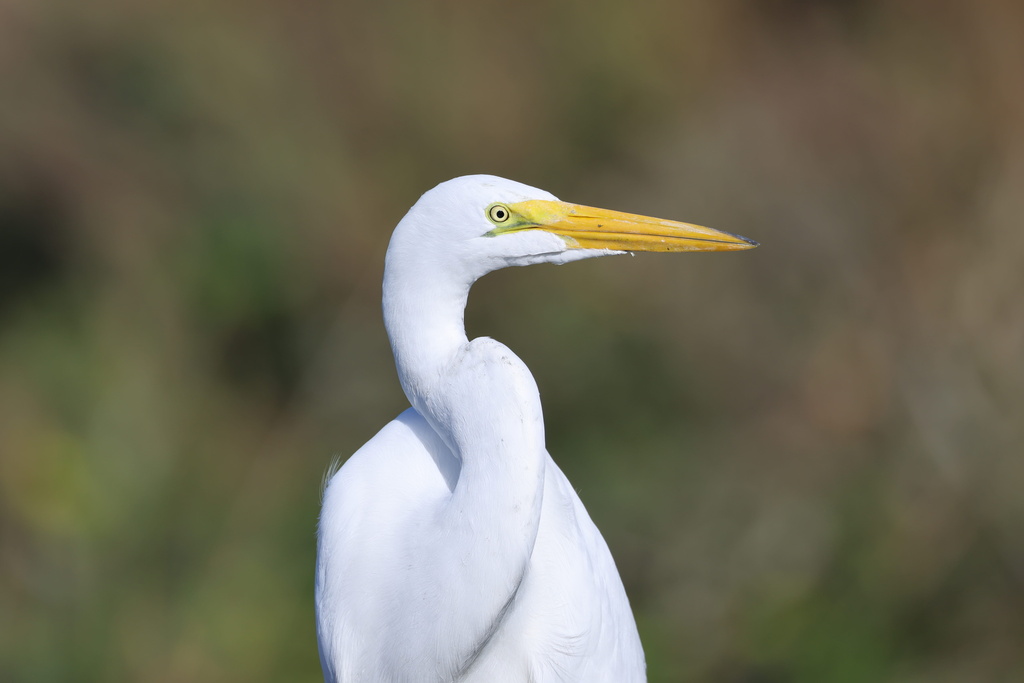 Great Egret