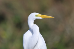 Great Egret
