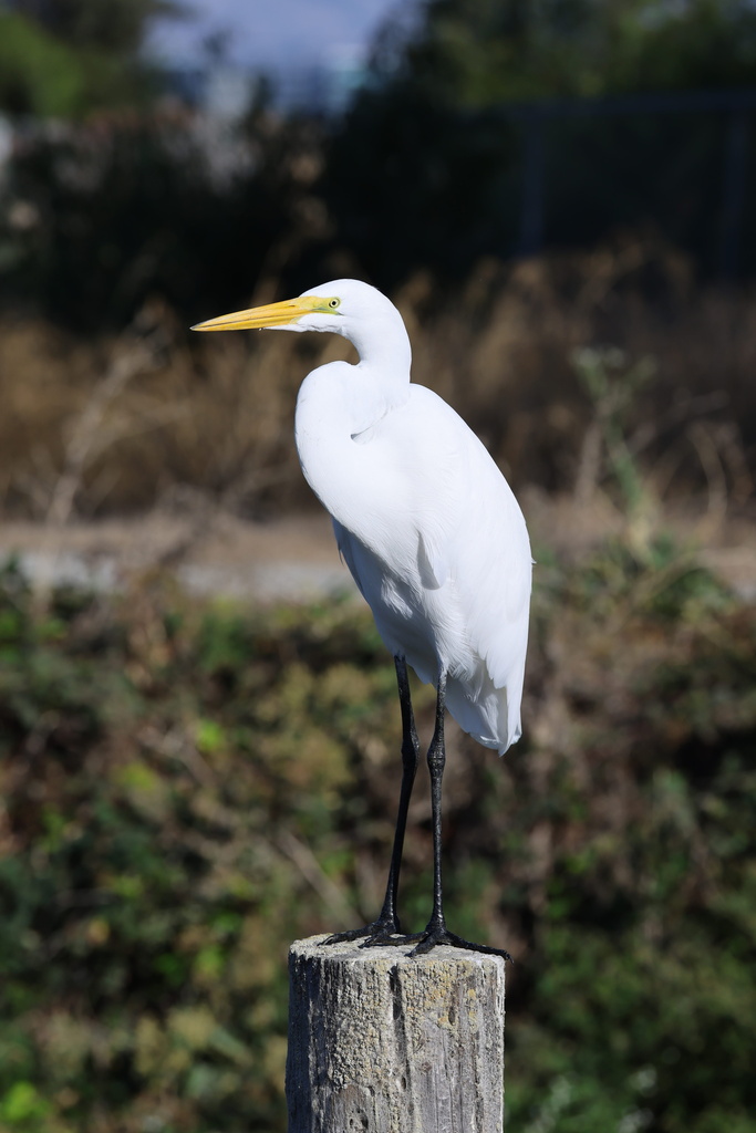 Great Egret
