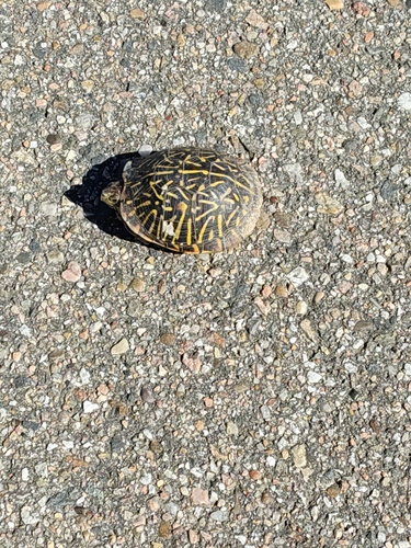 Ornate Box Turtle