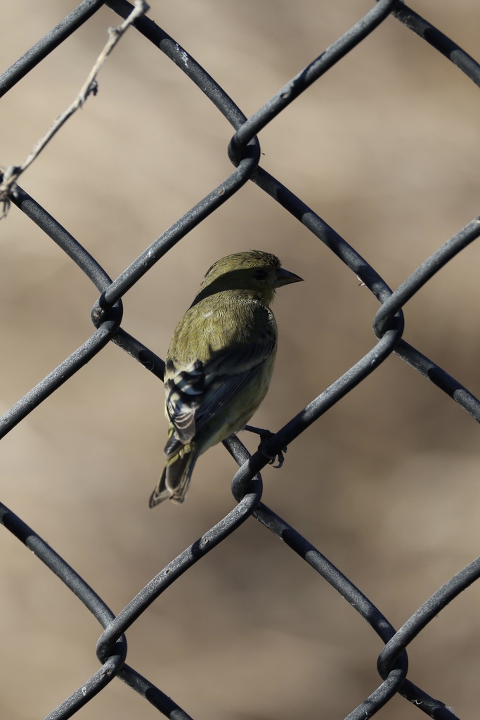 Lesser Goldfinch