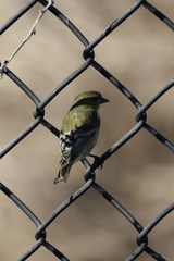 Lesser Goldfinch