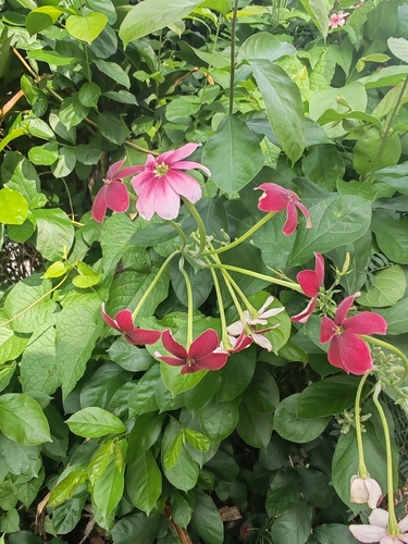 Rangoon Creeper