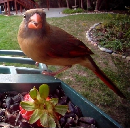 Northern Cardinal observed by moopse