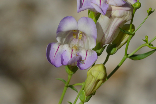 Penstemon fruticiformis var. fruticiformis