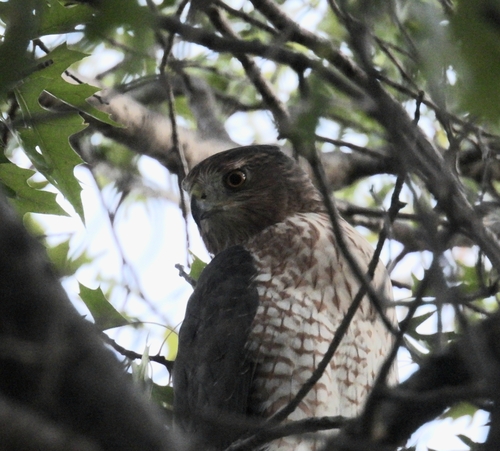 Cooper's Hawk