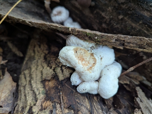Aborted entoloma