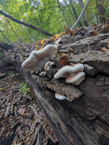 Resinous Polypore