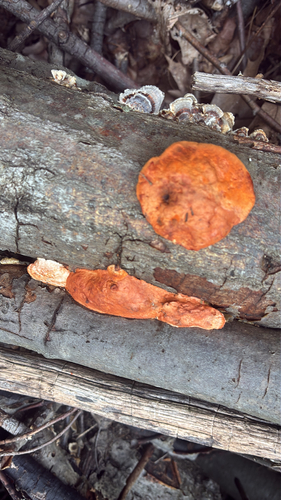 Northern Cinnabar Polypore