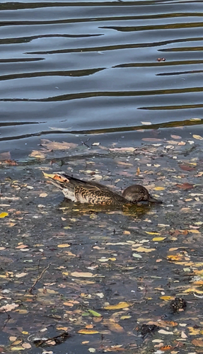 Green-winged Teal