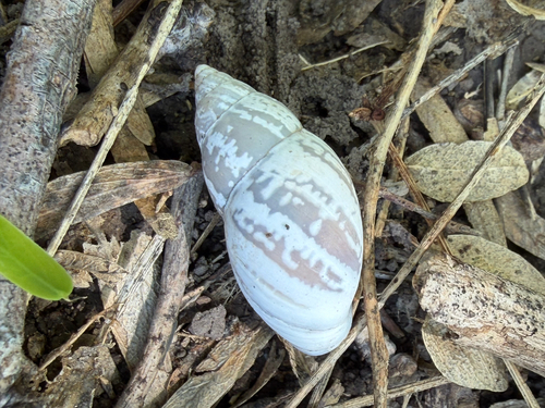 Striped Rabdotus Snail
