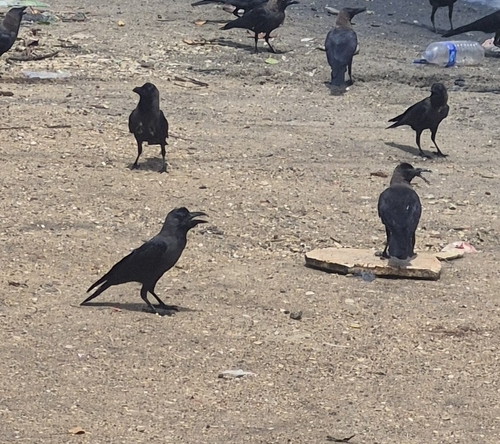 House Crow