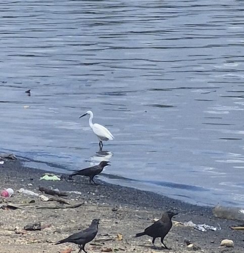 Little Egret
