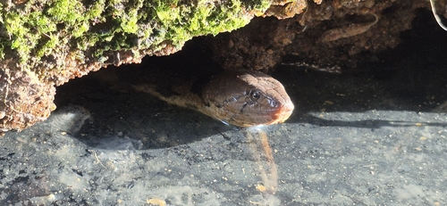 Boulenger's Keelback