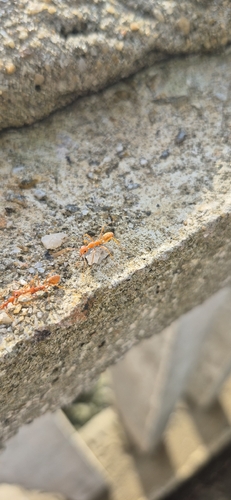 Asian Weaver Ant
