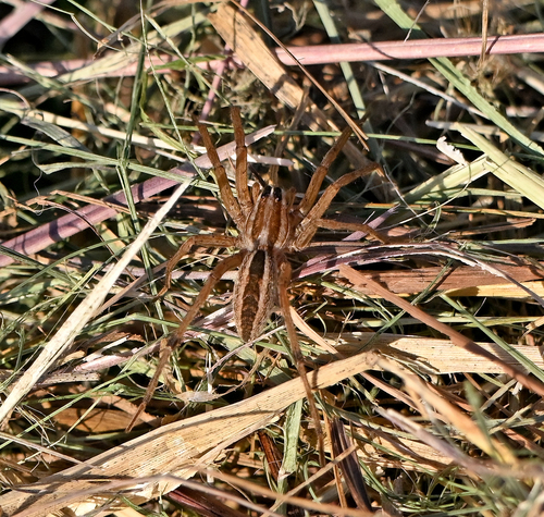 Rabid Wolf Spider
