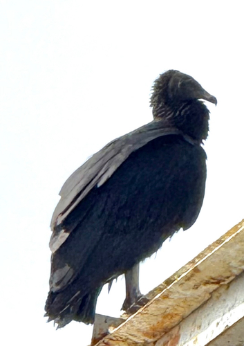 Black Vulture