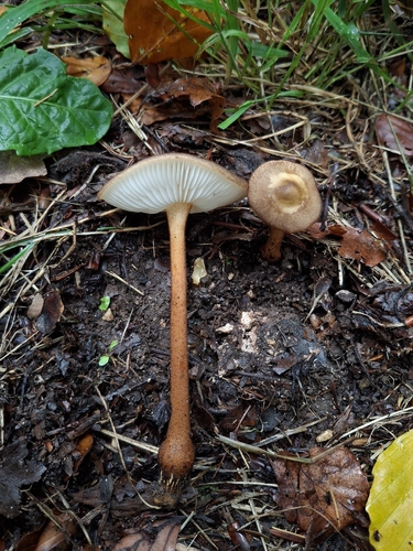 Xerula melanotricha