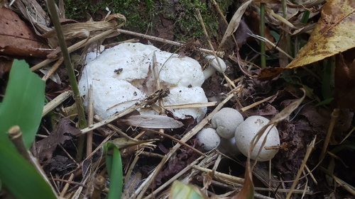 Aborted entoloma